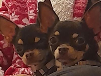 Female Chihuahuas, IKC Registered