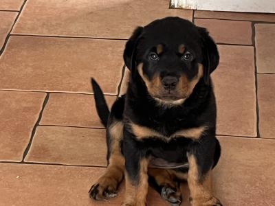 Large Rottweiler puppies in Limerick