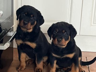 Large Rottweiler puppies in Limerick