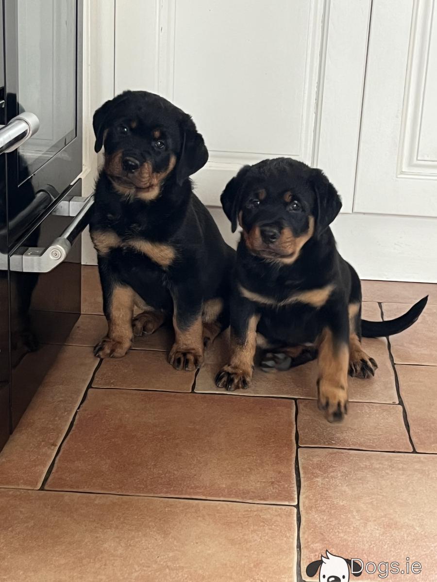 Female Rottweiler Rott Puppies For Sale Near Me Rottweiler