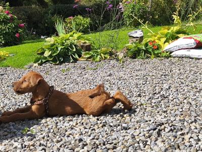 IKC Registered Purebred male Irish Terrier puppy in Longford