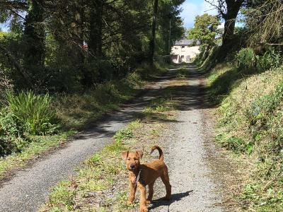 IKC Registered Purebred male Irish Terrier puppy in Longford