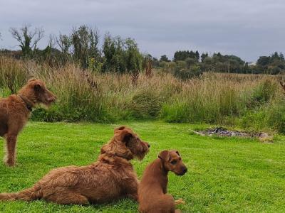 IKC Registered Purebred male Irish Terrier puppy in Longford