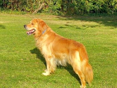 Beautiful Traditional Colour Golden Retriever for stud - 0876737824