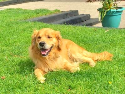Beautiful Traditional Colour Golden Retriever for stud - 0876737824