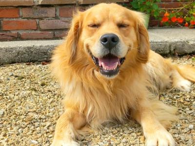 Beautiful Traditional Colour Golden Retriever for stud - 0876737824
