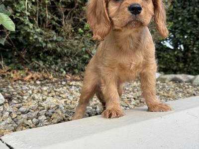 Health checked - Genuine Pedigree Litter of Cavalier King Charles puppies in Longford