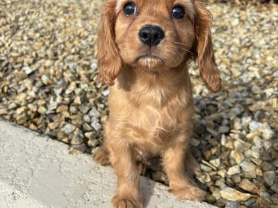 Health checked - Genuine Pedigree Litter of Cavalier King Charles puppies in Longford