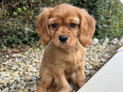 Health checked - Genuine Pedigree Litter of Cavalier King Charles puppies in Longford