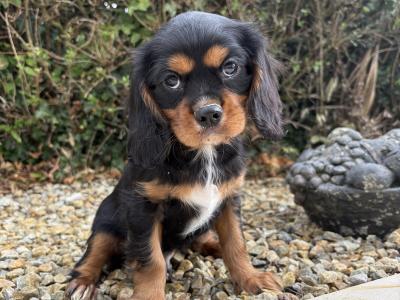Health checked - Genuine Pedigree Litter of Cavalier King Charles puppies in Longford