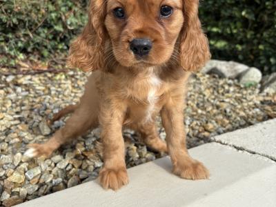 Health checked - Genuine Pedigree Litter of Cavalier King Charles puppies in Longford