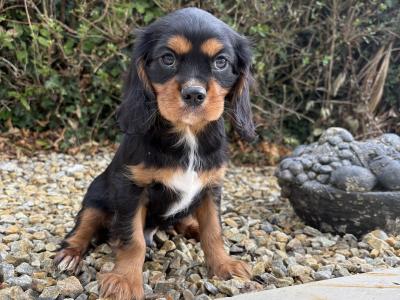 Health checked - Genuine Pedigree Litter of Cavalier King Charles puppies in Longford