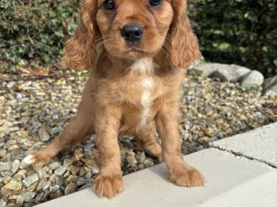 Health checked - Genuine Pedigree Litter of Cavalier King Charles puppies in Longford