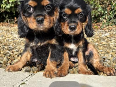 Health checked - Genuine Pedigree Litter of Cavalier King Charles puppies in Longford