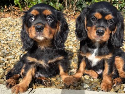 Health checked - Genuine Pedigree Litter of Cavalier King Charles puppies in Longford