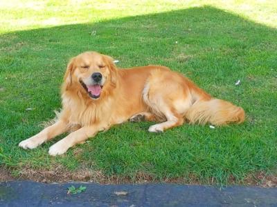 Beautiful Traditional Colour Golden Retriever for stud - 0876737824