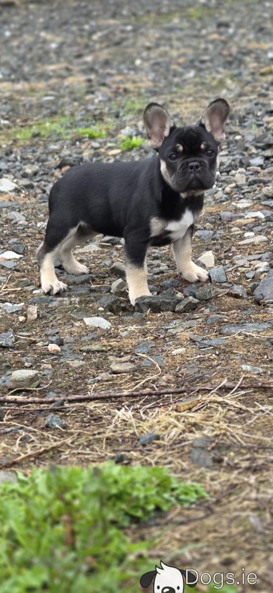 Under $500 Cheap French Bulldog Puppies Under $1000 KC Registered