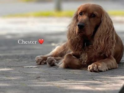 Chester, Purebred Cocker Spaniel