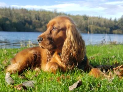 Chester, Purebred Cocker Spaniel