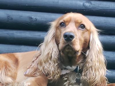 Chester, Purebred Cocker Spaniel