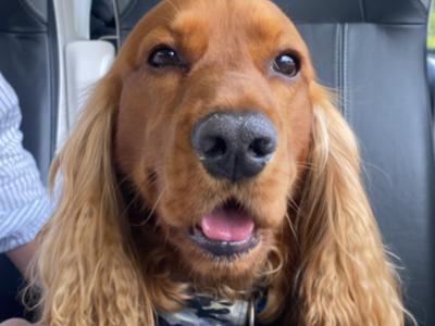 Chester, Purebred Cocker Spaniel