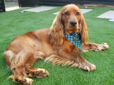 Chester, Purebred Cocker Spaniel