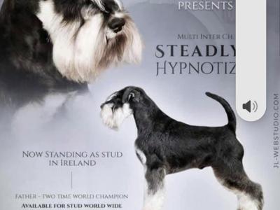 IKC Registered(pending) Miniature Schnauzer puppies in Galway