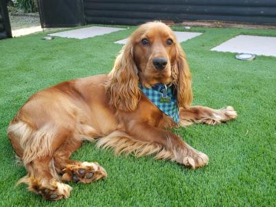 Chester, Purebred Cocker Spaniel