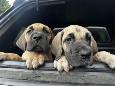 4 beautiful Great Dane puppies -IKC registration in progress