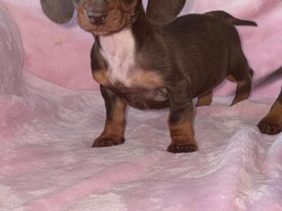 Miniature Dachshund puppies in Limerick
