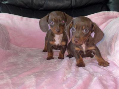 Miniature Dachshund puppies in Limerick