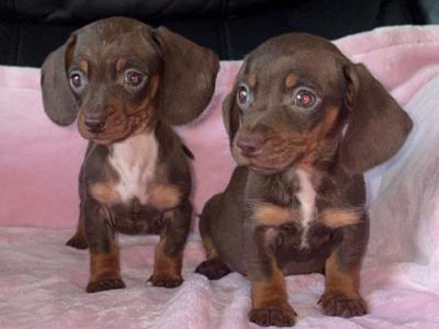 Miniature Dachshund puppies in Limerick