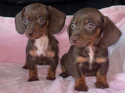 Miniature Dachshund puppies in Limerick