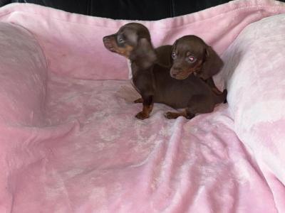 Miniature Dachshund puppies in Limerick