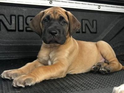 4 beautiful Great Dane puppies -IKC registration in progress