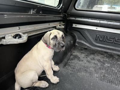 4 beautiful Great Dane puppies -IKC registration in progress