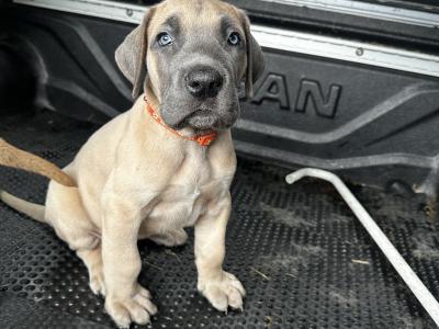 4 beautiful Great Dane puppies -IKC registration in progress