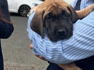 4 beautiful Great Dane puppies -IKC registration in progress