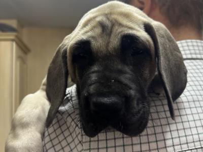 4 beautiful Great Dane puppies -IKC registration in progress