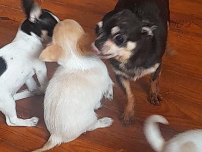 Chihuahua puppies in Galway