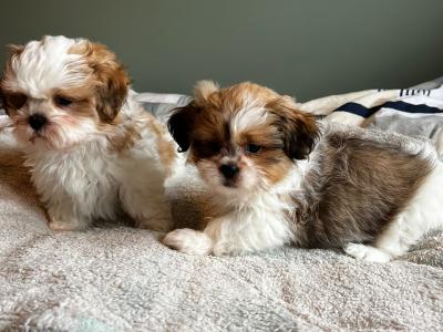 Adorable Purebred Shih Tzu puppy's *Good homes only*