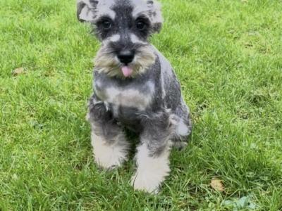 Miniature Schnauzer puppies in Wexford
