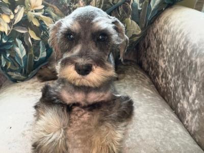 Miniature Schnauzer puppies in Wexford