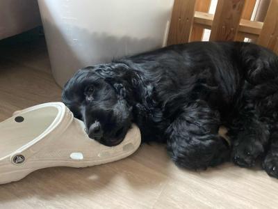 Purebred male IKC Registered English Cocker Spaniel puppy (MilaRocco Kennel) in Dublin