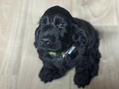 Purebred male IKC Registered English Cocker Spaniel puppy (MilaRocco Kennel) in Dublin