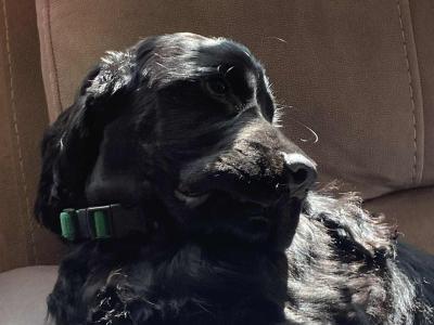 Purebred male IKC Registered English Cocker Spaniel puppy (MilaRocco Kennel) in Dublin