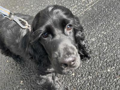 Purebred male IKC Registered English Cocker Spaniel puppy (MilaRocco Kennel) in Dublin