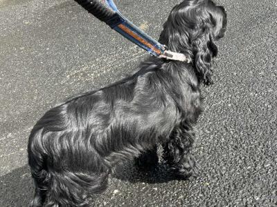 Purebred male IKC Registered English Cocker Spaniel puppy (MilaRocco Kennel) in Dublin