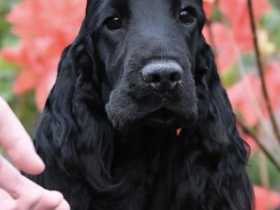 KC Registered Show Cocker Spaniel puppies in Tyrone