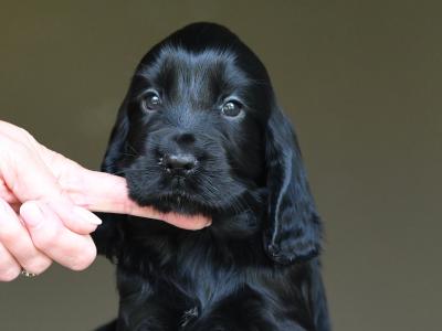 KC Registered Show Cocker Spaniel puppies in Tyrone